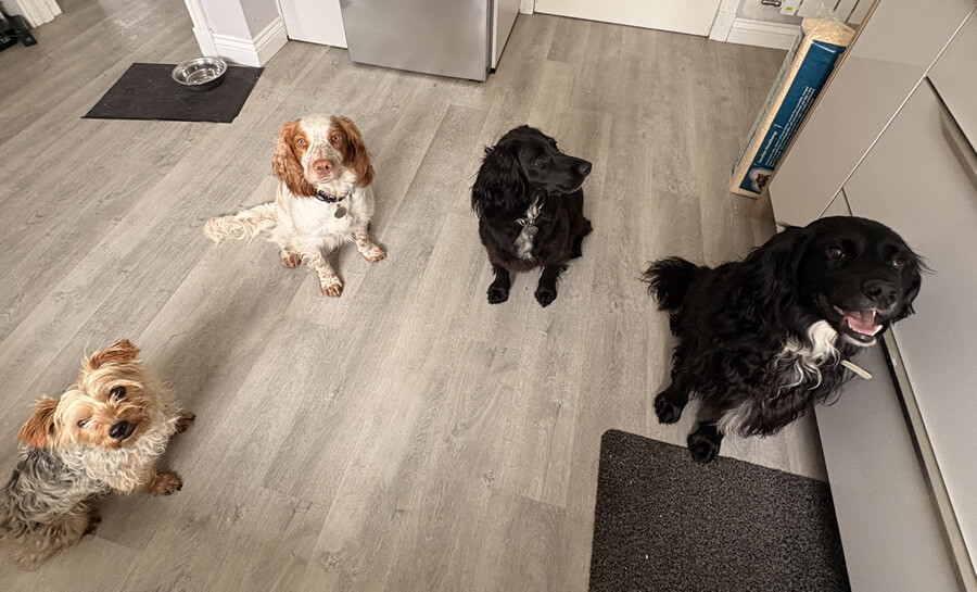 Pawsome petcare